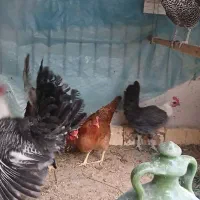 فروش مرغ بالغ براکل