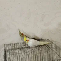 عروس هلندی سرحال