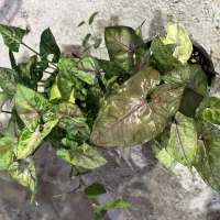 گلخانه یاس|گل و گیاه طبیعی|زیرآب, |دیوار