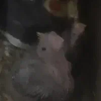 معاوضه با عروس هلندی مولد