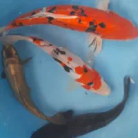 ماهی کوی باله کوتاه