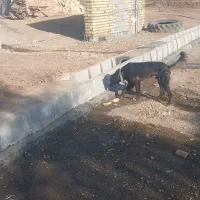 سگ قدرجونی|سگ|کامیاران, |دیوار