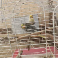 عروس هلندی|پرنده|ایرانشهر, |دیوار