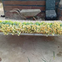فروش گل نرگس|گل و گیاه طبیعی|جره و بالاده, |دیوار