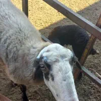 گوسفند با بره نر|حیوانات مزرعه|گمیشان, |دیوار