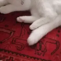 گربه پرشین|گربه|مشهد, حضرت حجت|دیوار