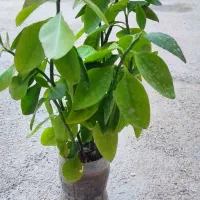 گل وگیاه طبیعی|گل و گیاه طبیعی|چوار, |دیوار