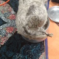 هیزه|صنایع دستی و سایر لوازم تزئینی|بروجرد, |دیوار