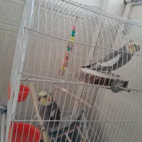 طوطی|پرنده|سرپل ذهاب, |دیوار