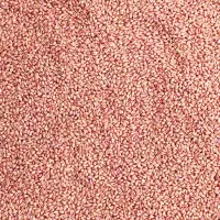 گندم بذری رقم پیشگام