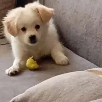 سگ پامر بومی نر هشت ماهه|سگ|ابریشم, |دیوار