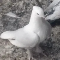 کبوتر رنگی|پرنده|بوشهر, |دیوار