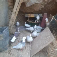 کبوتر فروش یا معاوضه