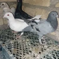 نبود جا|پرنده|افشار, |دیوار