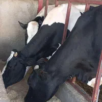 کارگر برا گاوداری