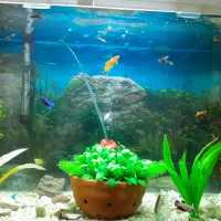 ماهی زینتی|ماهی|سرخرود, |دیوار