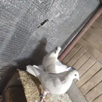 کفتر پلاکی|پرنده|مبارکه, |دیوار