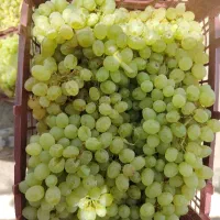 انگور درجه یک 80 تومن