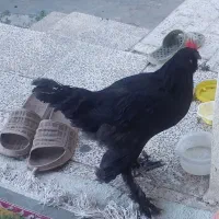 خروس جوان مرندی