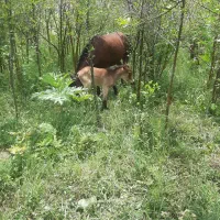 مادیون کرد 5سال|اسب و تجهیزات اسبسواری|کرج, بنیاد|دیوار