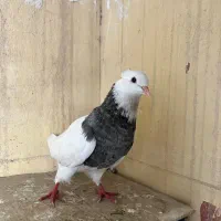 کبوتر طوقی نر|پرنده|خرمشهر, |دیوار