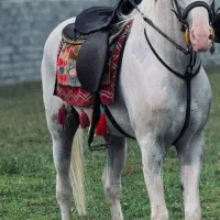 نریان هندی|اسب و تجهیزات اسبسواری|رشت, کوی مهر|دیوار