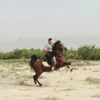 اسب کرد مدرک دار|اسب و تجهیزات اسبسواری|ساوه, |دیوار