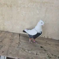 کبوتر دم سیاه آگهی بخونید