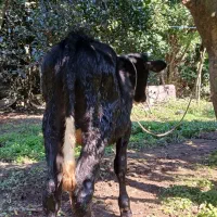 گوسالهنراصیل|حیوانات مزرعه|کومله, |دیوار