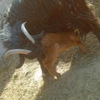 بز زاییده با کهره نر در نهبندان