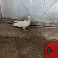 کبوتر سفید تهرانی|پرنده|بابا حیدر, |دیوار