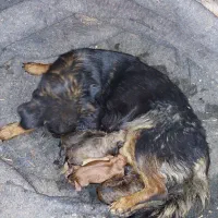 سگ پاپی پا کوتاه