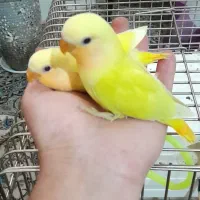 طوطی برزیلی اوپال اورجینال|پرنده|تهران, شمیران‌نو|دیوار