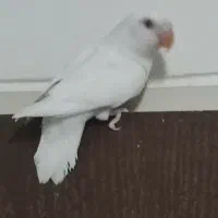 طوطی برزیلی|پرنده|تهران, سردارجنگل|دیوار