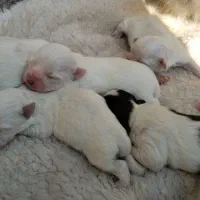 توله شیتزو پیکنز|سگ|لاهیجان, امیرشهید|دیوار