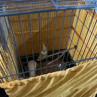 عروس هلندی|پرنده|پاکدشت, پاکدشت (مامازند)|دیوار