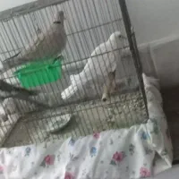 دو عدد پرنده خانگی