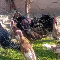 بوقلمون خروس مرغ تخم گزار مناسب شب چله|حیوانات مزرعه|چهارباغ, |دیوار