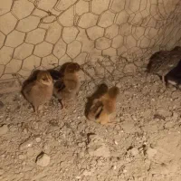 جوجه محلی