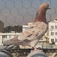 ۸طوق کبوتر سروکله دار پرش بالا سرور و ابلق و گرگی