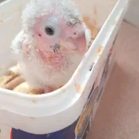 عروسک|اسباببازی بچه|میبد, |دیوار