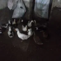 ۱۰عدد اردک درشت ماده ۱۶ عدد بچه اردک