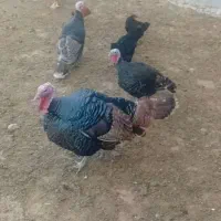 بوقلمون