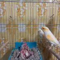 قناری نروماده تک