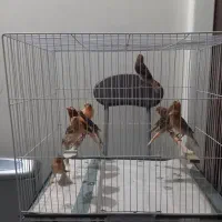 جوجه قناری سرخ