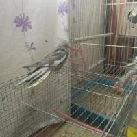 عروس هلندی مولد|پرنده|بروجرد, |دیوار