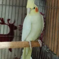 عروس هلندی ماده