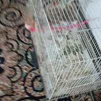 یک عدد قفس سالم