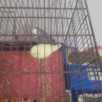 مرغ عشق|پرنده|تبریز, |دیوار