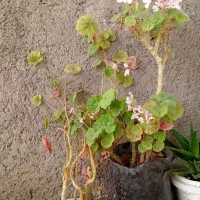 گل و گیاه|گل و گیاه طبیعی|ابهر, |دیوار